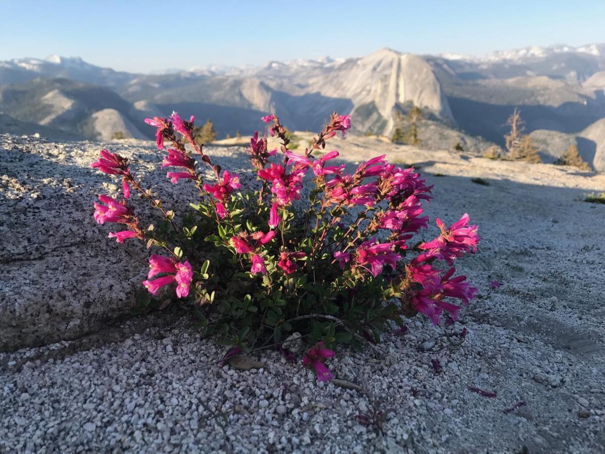 דירות מריפוסה Morning Star Vista Near Yosemite - Countryside With Mountain Views מראה חיצוני תמונה